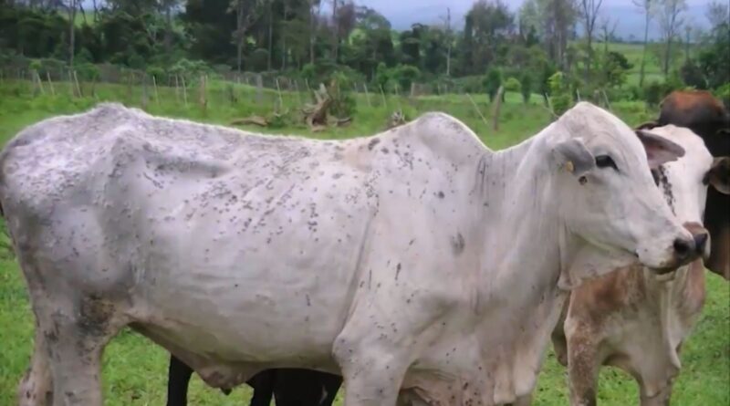 como identificar dermatofilose e papilomatose