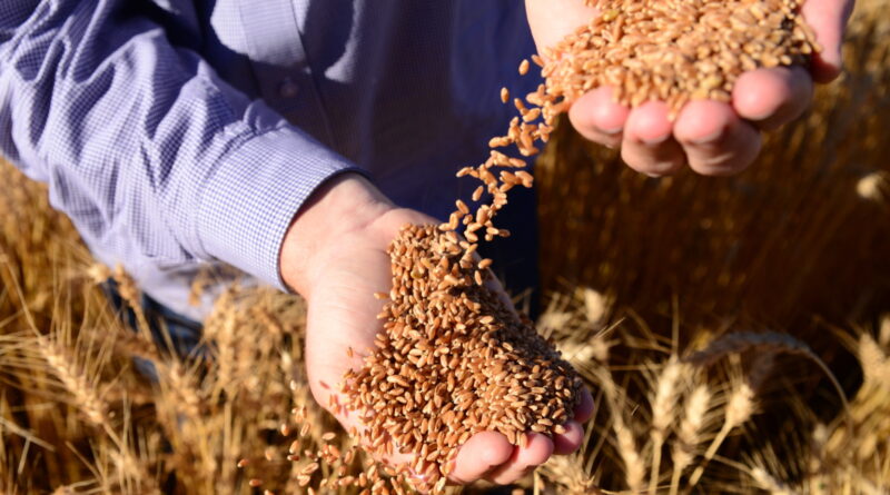 o inimigo invisível do agro