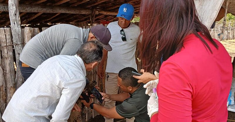 Captura de fotos da mucosa ocular pelo aplicativo ajudam a identificar animais com sintoma de anemia, um indicador da verminose