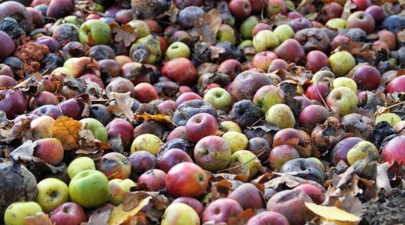 Embrapa lança estratégia para reduzir perdas e desperdício de alimentos no Brasil