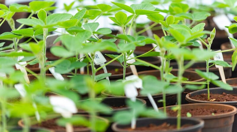 Embrapa oferece curso gratuito sobre inoculação e coinoculação na soja