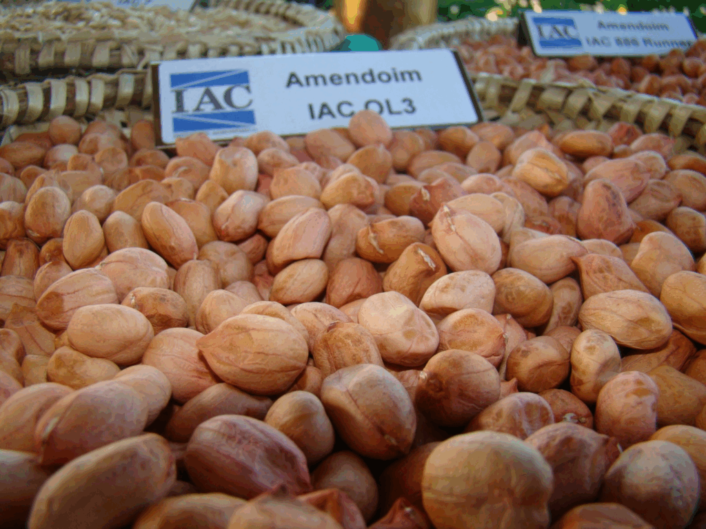 variedades de amendoim do IAC