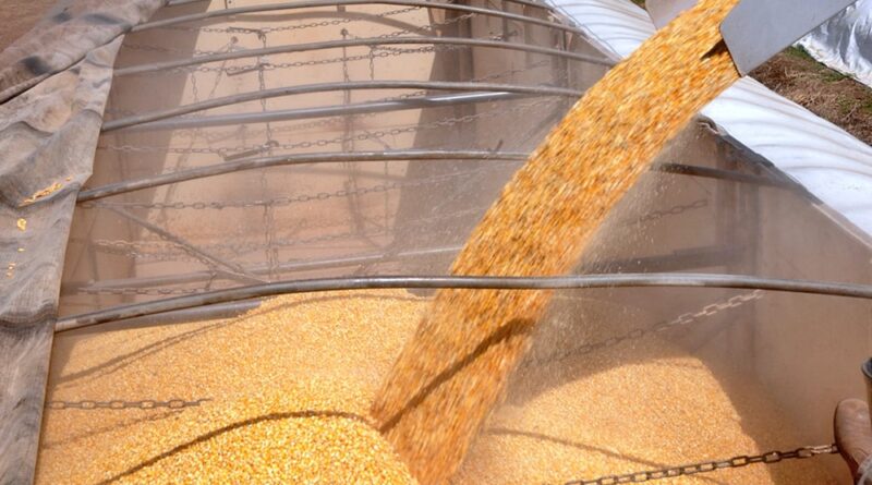 Colheita do milho, milho, grão