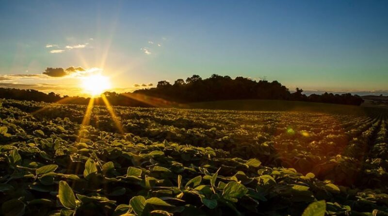 lavoura de soja
