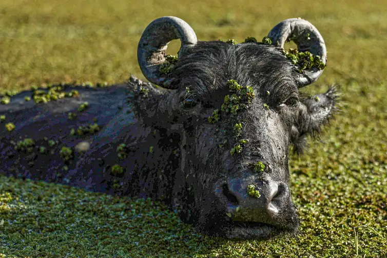 Fazenda de Búfalos na Ilha de Marajó.
