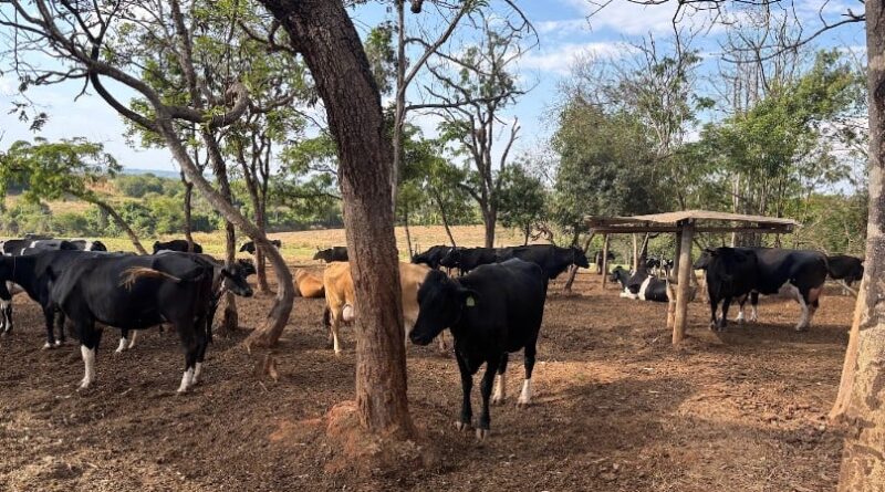 Fazenda Primavera - vacas leite