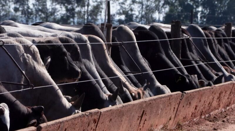 Genética e produtividade colocam o Brasil no caminho da liderança global da carne, diz diretor da Friboi