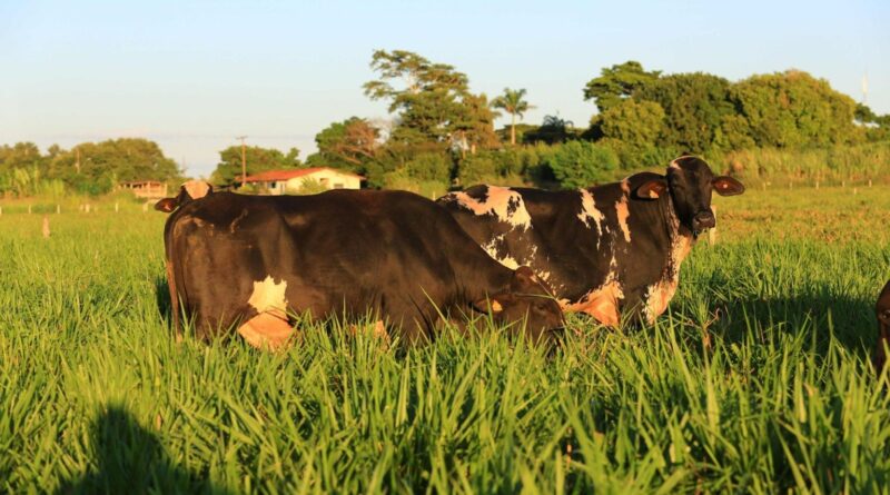 Produtores aumentam uso de sêmen de Girolando em 12% no Brasil