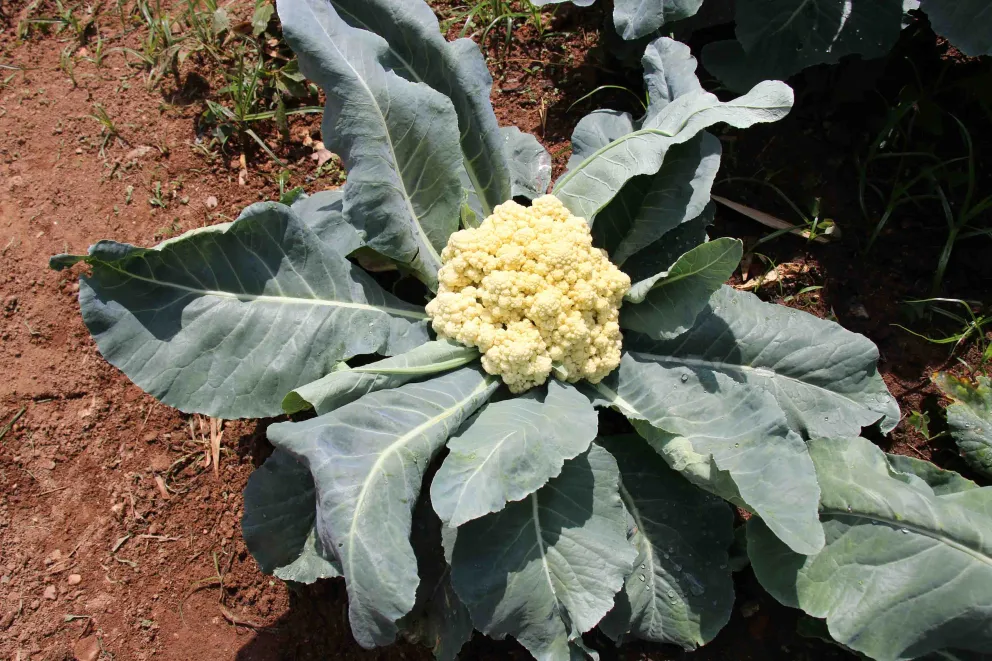 couve flor hortas circulares