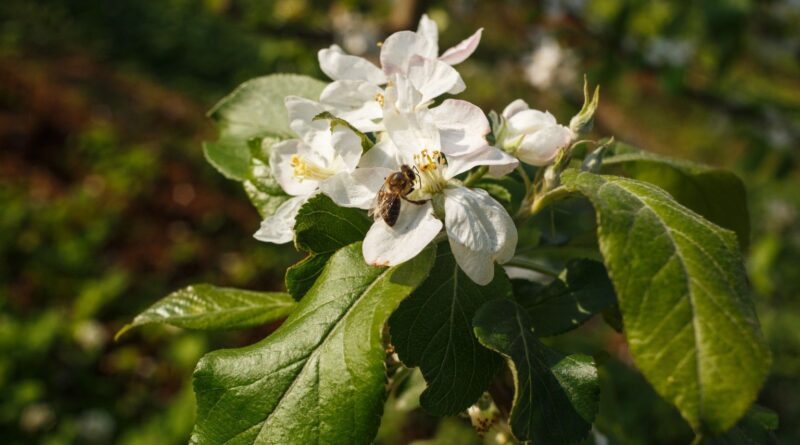 Aluguel de 300 milhões de abelhas impulsiona florada de maçãs
