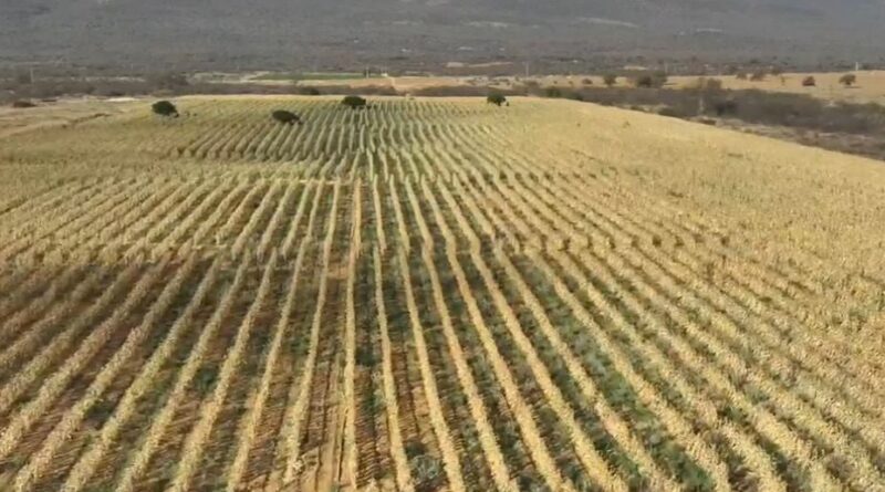 polícia civil desarticula fazenda com plantação de maconha de 4 hectares na Bahia, entorpecente
