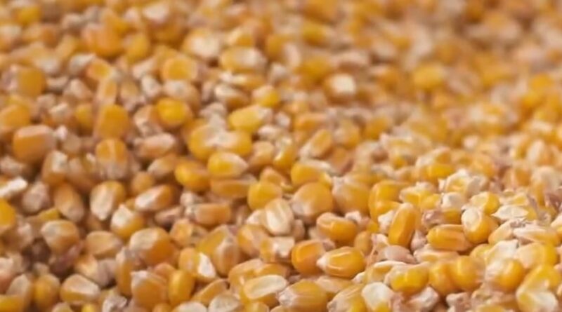 soja e milho - argentina - china