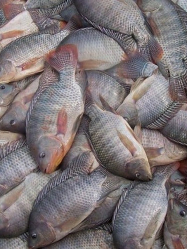 Tilápia