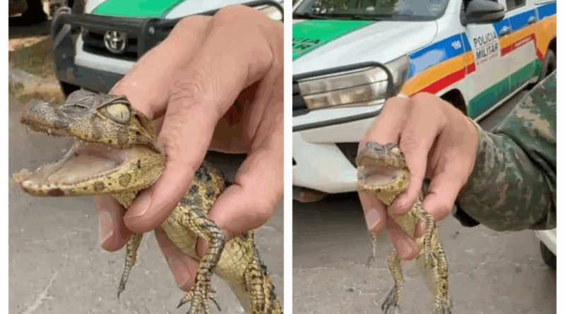 Homem recebe jacaré pelo correio e polícia apreende animal em cativeiro
