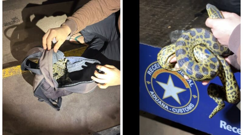 Jacarés, cobras e lagartixas são apreendidos na fronteira entre Brasil e Paraguai