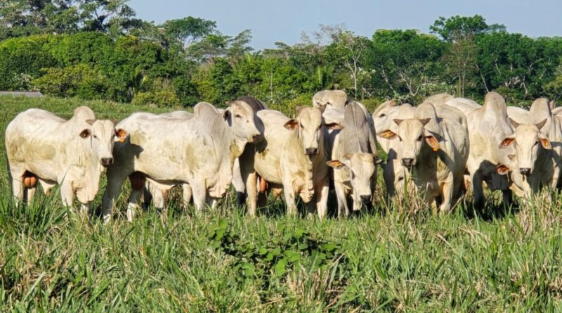 a chave para o 'bezerro do cedo' e o lucro na seca