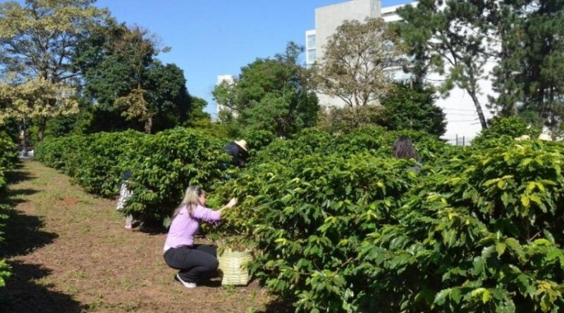 cafezal do Instituto Biológico