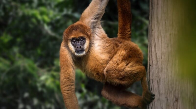 Maior macaco das Américas pode perder 61% do hábitat até 2090