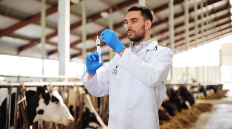 Período de carência no uso de medicamentos pode determinar qualidade da carne; entenda