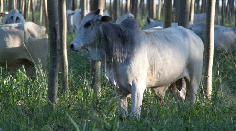 demanda interna e exportações impulsionam mercado no fim do ano