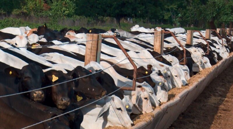 Lucro do confinamento supera média histórica em quase todo o país