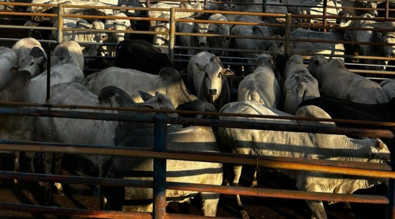 Ituiutaba recebe etapa do Circuito Nelore e destaca qualidade da pecuária mineira