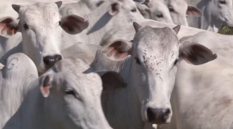 o que fazer quando vacas não emprenham