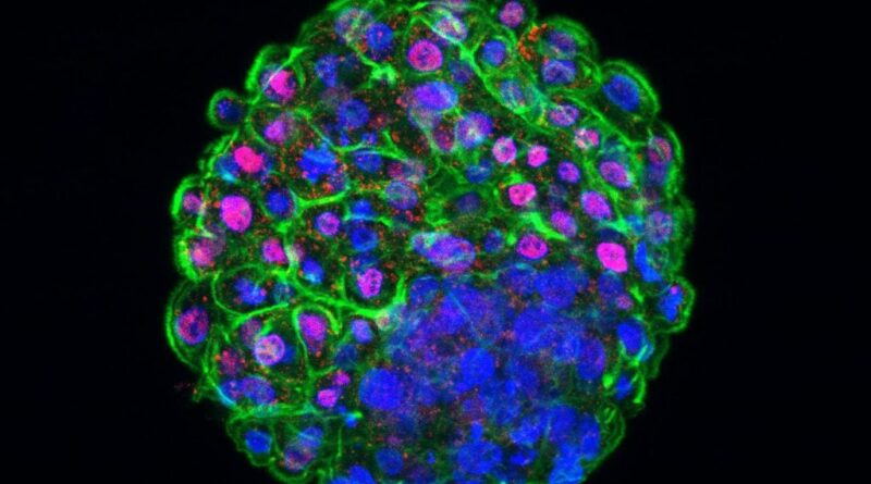 Criacao de Laboratorio para producao de embrioes in vitro do IZ
