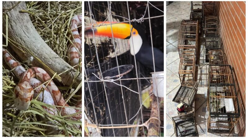 Operação nacional apreende mais de 200 animais em sete cidades de SC