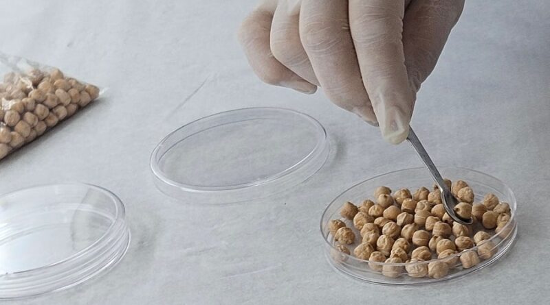 Grão-de-bico da Embrapa