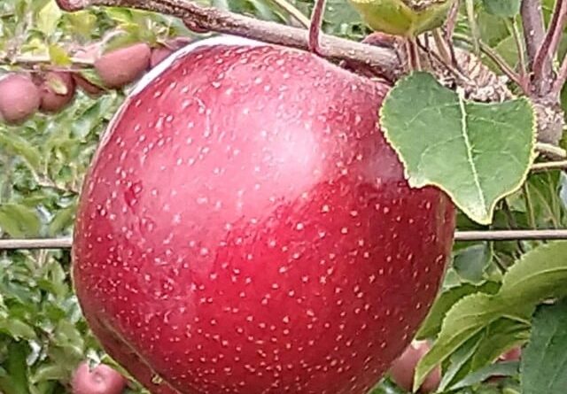 Plano nacional de prevenção a traça-da-maçã está em vigência em todo país