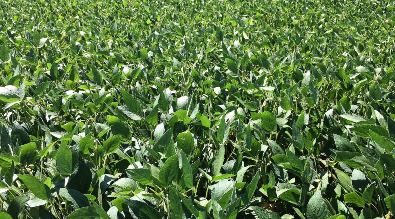 Plantio de soja avança no Brasil, mas La Niña pode comprometer safra; o que esperar?