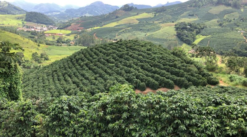 Produtora de Minas Gerais aposta em cafés especiais com marca familiar
