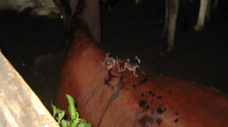 Rondônia confirma foco de raiva bovina e exige vacinação emergencial