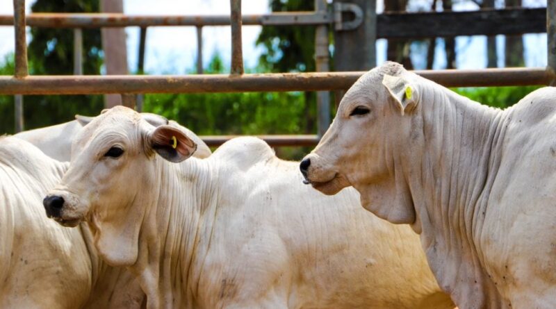 Sanidade Animal Brucelose