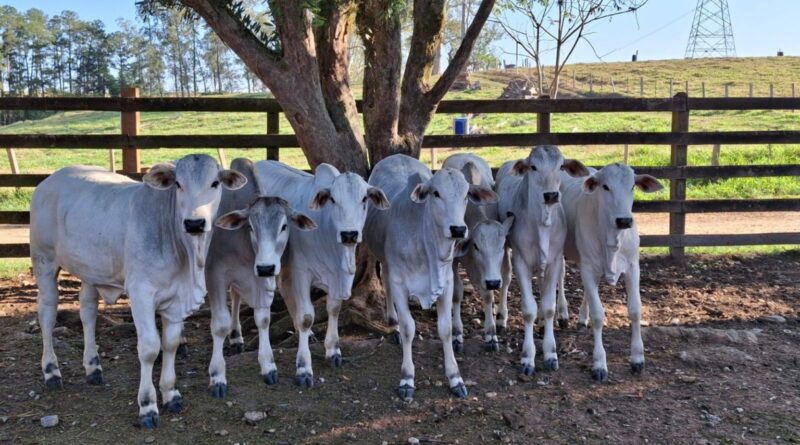 Sebrae lança projeto sustentável para pecuária no Vale do Paraíba; saiba mais
