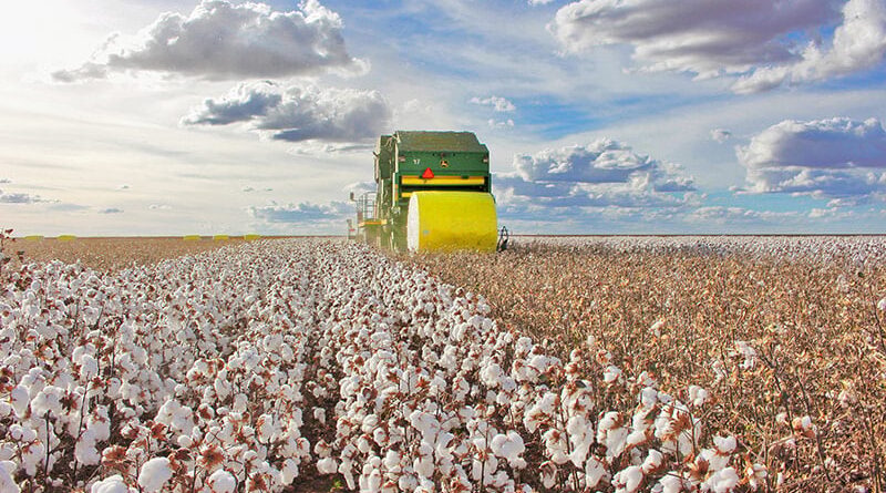 Foto 2 - algodão - programas de certificação