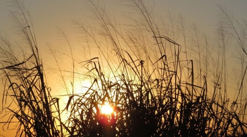 Semana terá chuva no Sul e Sudeste, mas tempo seco e calor extremo ainda predominam no Centro-Norte