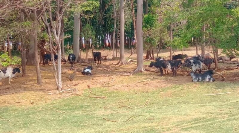 Na foto, há imagens de um pasto em Junqueirópolis.