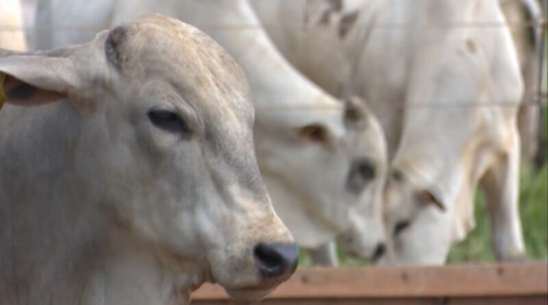 Suplementação no horário certo pode garantir maior desempenho do gado na seca; saiba mais