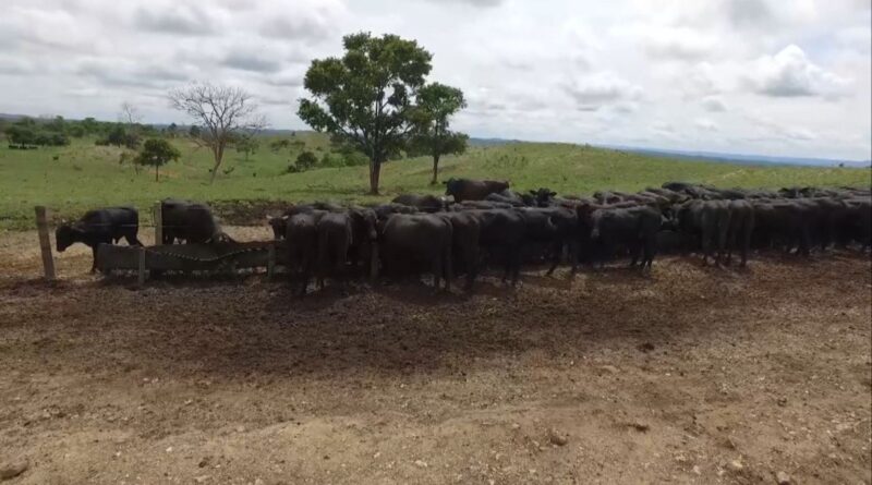 Suplementação na seca é essencial para a nutrição do gado; entenda