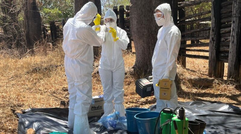 Minas Gerais realiza treinamento contra febre aftosa; saiba mais