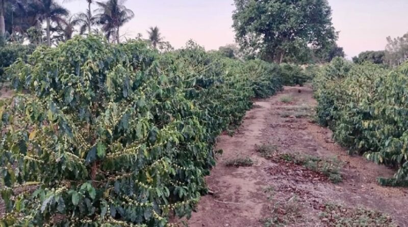 Nova Alta Paulista conquista 'IG de Procedência' com café arábica