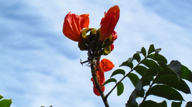saiba mais sobre a origem da espécie que mata abelhas