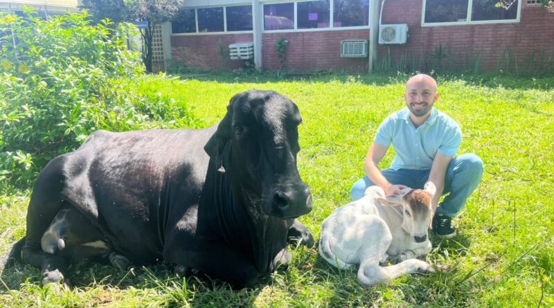 Bezerro nasce com ajuda de proteína de peixe e marca avanço na fertilização in vitro bovina no Brasil