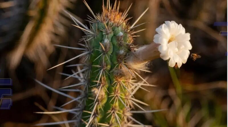 Programa Inova Caatinga impulsiona projetos sustentáveis no bioma nordestino
