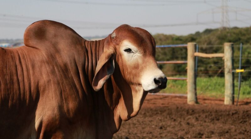 Brahman bate recorde de qualidade de carcaça no Brasil; saiba mais