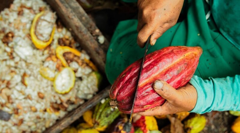 Preços do cacau devem cair e aliviar custo dos chocolates em 2026