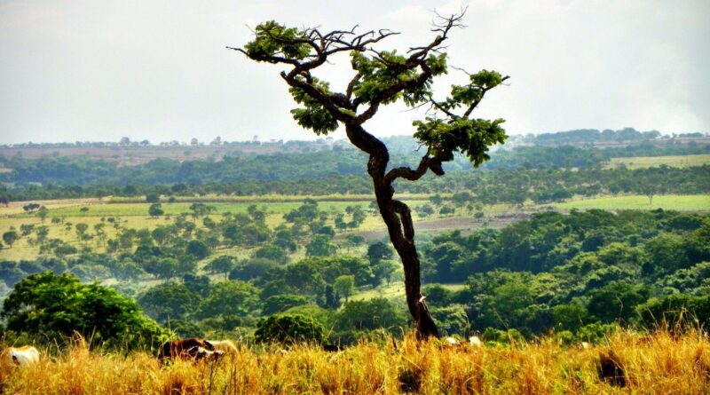 entenda por que as queimadas controladas ajudam o Cerrado a sobreviver