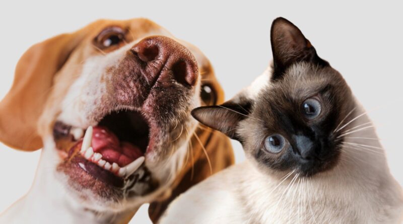 Brasil e Costa Rica criam documento único para transporte de pets